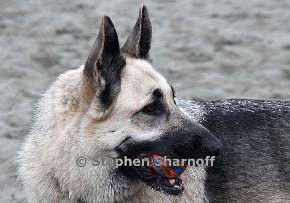 luna with ball graphic